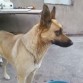 mi flaca preciosa con luka tuvo 9 cachorros de los cuales regale 7 y me quede con 2 pero lukie murio hace 1 mes y solo me quedo arnoldo.